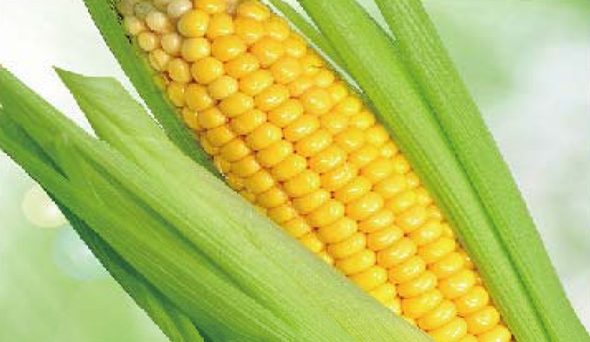 陶瓷膜应用：生物、医药行业